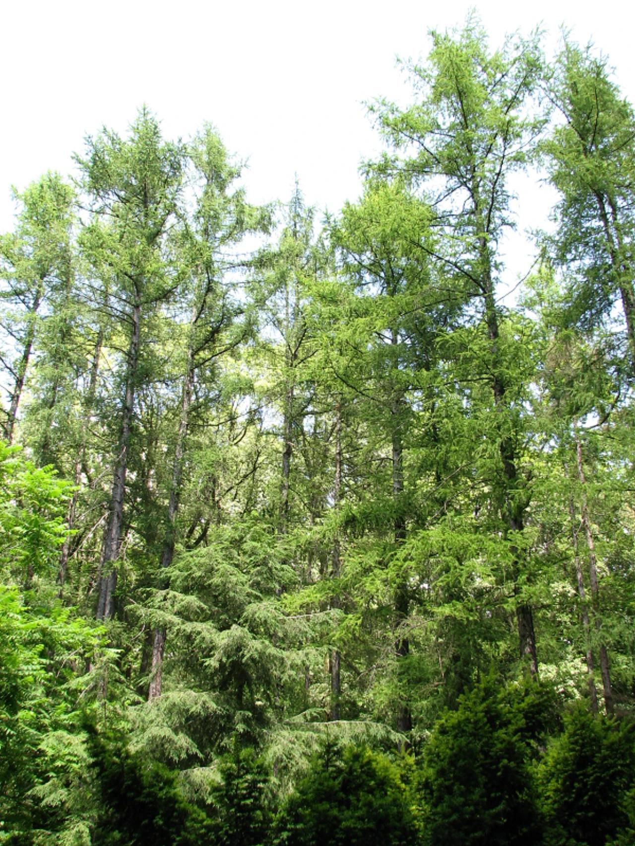 Agostyáni Arborétum nevü látnivaló 14. számú fényképe