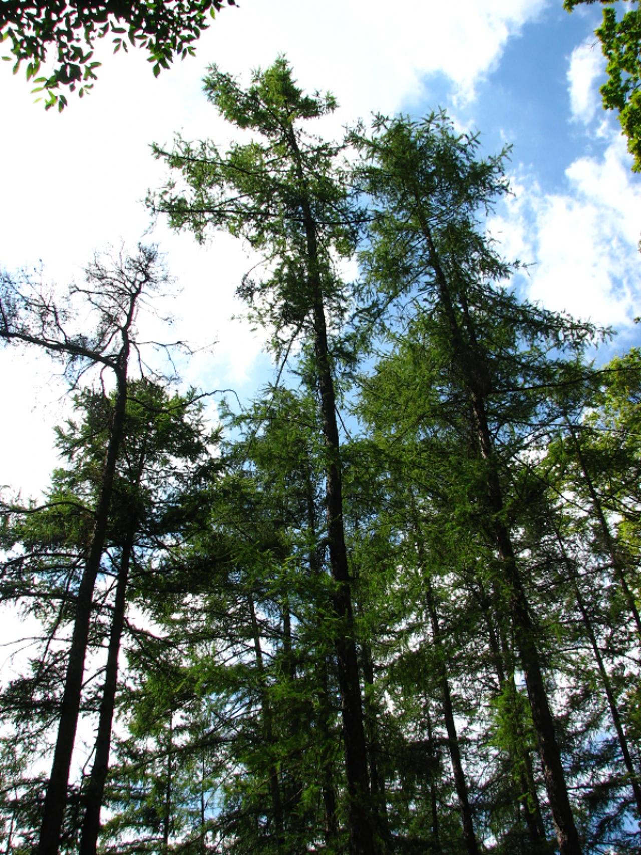 Agostyáni Arborétum nevü látnivaló 16. számú fényképe