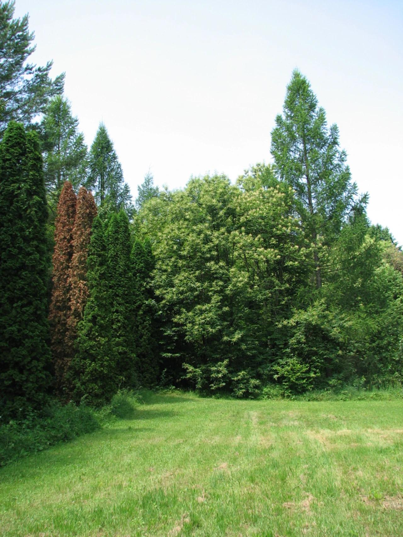 Budakeszi Erdészeti Arborétum nevü látnivaló 11. számú fényképe