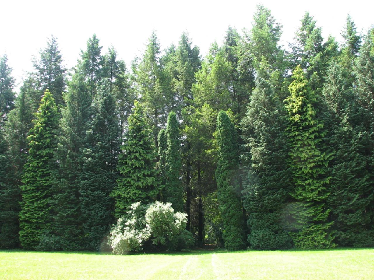 Budakeszi Erdészeti Arborétum nevü látnivaló 13. számú fényképe