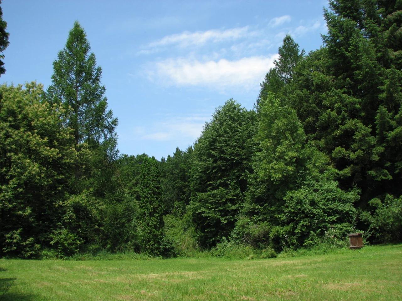 Budakeszi Erdészeti Arborétum nevü látnivaló 3. számú fényképe