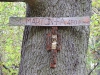 450 éves Szent Márton fa  látnivaló fényképe